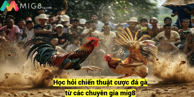 Cá Cược Đá Gà MIG8 - Toàn Tập Từ Cơ Bản Đến Nâng Cao Học hỏi chiến thuật cược đá gà từ các chuyên gia mig8